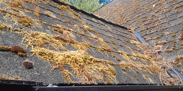 City-Roof-Cleaning-New